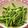 あーこ姐's cooksnap of when they made かぶの葉(大根菜）の味噌ゴマ和え.