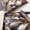 ちゃまたまご's cooksnap of when they made アジの三枚おろし　捌き方.