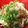 chicappe's cooksnap of when they made 肉そぼろのあえ麺.