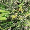 12aloe26's cooksnap of when they made おつまみに★洋風ほうれん草のおひたし.