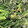 12aloe26's cooksnap of when they made おつまみに★洋風ほうれん草のおひたし.