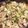 ぢゃい★★'s cooksnap of when they made 簡単！白菜とベビーホタテの中華丼.
