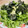 みっくママ's cooksnap of when they made わさび菜とアボガドの和風サラダ.