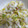クックOJ817T☆'s cooksnap of when they made コク旨♡白菜の和風マヨサラダ.