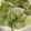 クック2H9MD0☆'s cooksnap of when they made レンジで簡単！和風ロールレタス.