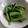 ハニイとムサシ's cooksnap of when they made レンジで時短！小松菜＆ほうれん草♪.