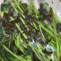 mikko6's cooksnap of when they made 【農家のレシピ】水菜（壬生菜）の浅漬け.