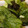 まいっくママ's cooksnap of when they made 簡単！！レタスと海苔の和え物.