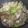 korkor7's cooksnap of when they made 簡単！鶏肉キャベツ炊飯器でスープ.