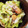 Unaken's cooksnap of when they made 母の味☆豚ときゃべつの粒マスタード和え.