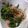 ponsyuke♪'s cooksnap of when they made 簡単★モロヘイヤのお浸し.
