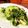 ダッフィーニーうに's cooksnap of when they made 箸が止まらない！！しゃぶしゃぶレタス.