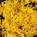ふぁんころ's cooksnap of when they made たくあんリメイク☆甘辛ごま油炒め.