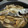 みきんどる's cooksnap of when they made 黒ムツの煮付け.