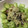 hina＆coMAM's cooksnap of when they made 鯵のたたきの昆布三昧♪塩昆布ととろろ昆布.