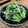 料理男子部's cooksnap of when they made ほうれん草ともやしのごま海苔ナムル.