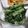 fu♪♪'s cooksnap of when they made 春菊の茎・ワサビマヨネーズめんつゆ和え.