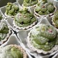 はまみそ's cooksnap of when they made <簡単>抹茶スイートポテトのツリータルト.