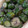 クック15PG0K☆'s cooksnap of when they made きゅうりの漬物ゆかり風.
