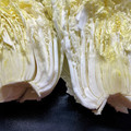 島子☆'s cooksnap of when they made 白菜の長持ち保存法.