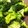 クックQC0IK9☆'s cooksnap of when they made フライパンで簡単！蒸しブロッコリー.