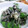 ユーロン's cooksnap of when they made いんげんとチーズのごまよごし.