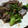 もるむ's cooksnap of when they made 牛肉の中華風炒め.