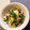 ふふふのりか's cooksnap of when they made 簡単★長ネギとツナの簡単あえもの.