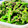 U☆kaoru's cooksnap of when they made ほうれん草と塩昆布のナムル.