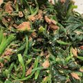 リータ☆'s cooksnap of when they made サバ味噌缶とほうれん草のサラダ.