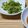 mahorou's cooksnap of when they made 水菜の胡麻和え海苔っとサラダ.