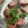 saki1010's cooksnap of when they made 鶏レバーのコンフィ＊低温調理.