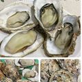 しゅい6's cooksnap of when they made レンジで簡単　蒸し殻つきかき.
