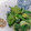 umi☆neco's cooksnap of when they made 簡単おいし～ぃ♪　菜の花のピーナッツ和え.