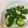 taro*'s cooksnap of when they made ⅲSTAUBでブロッコリーを茹でる。.