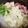 papikun's cooksnap of when they made ☆おかんのすきやき…風.
