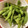 ﾌﾞﾚﾝﾀﾞ's cooksnap of when they made 冷凍の枝豆を美味しく食べよう.