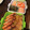 まんだちゃん's cooksnap of when they made 白だしで簡単♪味付け数の子.