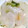 yocchi2109's cooksnap of when they made 簡単♫ゆずとかぶの浅漬け.