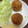 クックH86AFM☆'s cooksnap of when they made とろとろ半熟卵のスコッチエッグ.