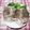 papepo☆'s cooksnap of when they made 紅茶豚　塩だれつけ.
