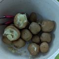 ラリー＆サラ's cooksnap of when they made ホクホクじゃがいも塩煮★北海道の郷土料理.