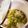とらおマミー's cooksnap of when they made 牡蠣とすり身だんごの柚子みぞれ鍋.