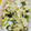 さかなままん's cooksnap of when they made ✧白菜と切り干し大根とツナの塩昆布和え✧.