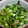 MIEKOu's cooksnap of when they made つるむらさきとオクラの梅和え.
