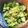 milestone★'s cooksnap of when they made パクチー好きに捧ぐ！パクチーサラダ☆.