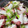 さくら　あんぱんこ's cooksnap of when they made たこのネギまみれ♪.