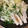 おはなすき's cooksnap of when they made 長ネギ＆竹輪の総じて斜め切り鍋.