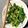 クックM7FFIV☆'s cooksnap of when they made ほうれん草のおひたし.