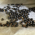 クックH86AFM☆'s cooksnap of when they made 黒豆茶の豆の煎り方（炒り方）.
